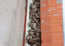 leaves-gathering-on-the-gutter