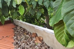 leaves-gathering-on-the-parapet-wall