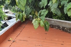 leaves-stuck-on-the-parapet-wall